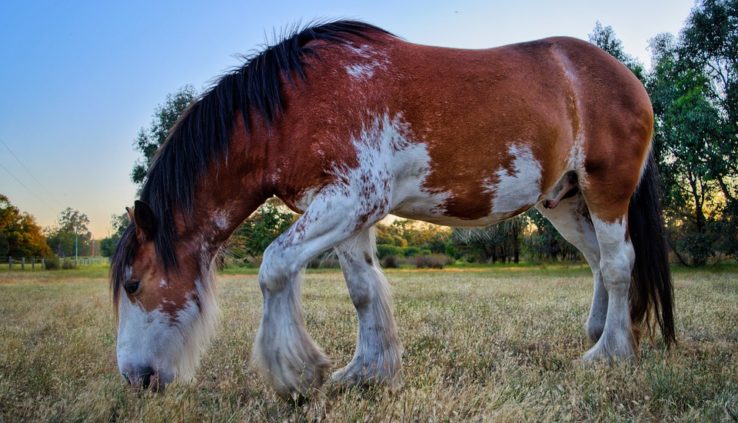 Finding Horse