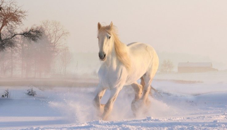 Winter Horse Care