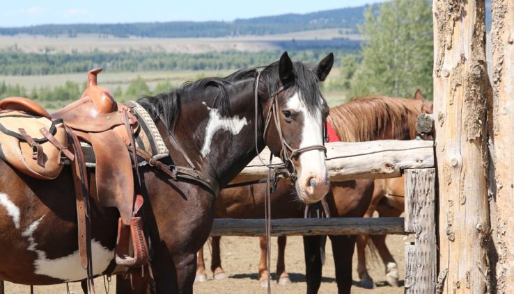 Horse Riding for Kids